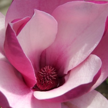 magnolia march till frost 01